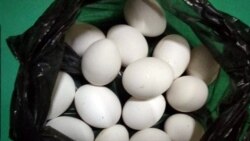 Baýramalyda 'zaýalanan ýumurtgadan' zäherlenýän raýatlar köpelýär