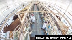 Кыргызстандагы фермалардын бири. Иллюстрациялык сүрөт.