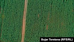 Pamje nga lart e sipërfaqes së mbjellë me luledielli.