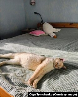 Коти Ольги також відіграли велику роль у зближенні дівчат, як вони зауважують