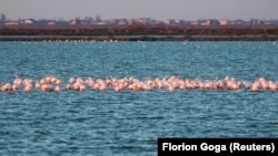 Nën mbrojtje: Vjosa, 'lumi i fundit' i egër në Evropë