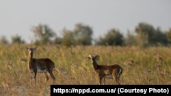 Национальный природный парк Джарылгач, Херсонская область, архивное фото