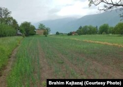 Fotografi e sipërfaqes së mbjellë me qepë, dërguar nga Brahim Kajtazaj.
