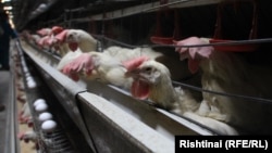 ქათმის ფერმა, საილუსტრაციო ფოტო