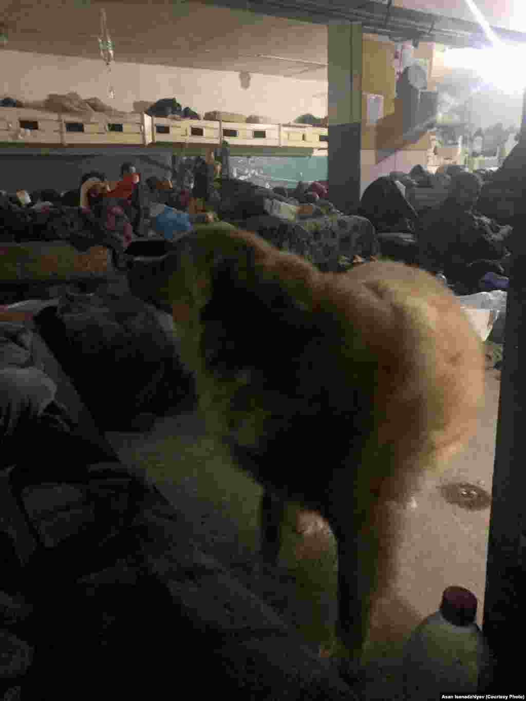 "Azovstal", 2022 senesi. Bu köpekni arbiyler zavod kirişinden bunkerge alıp kettiler. Anda de o öldi: "Azovstal"niñ ateike tututlmasından birinde onıñ üstüne bunkerniñ damı tüşti