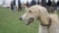 Kyrgyzstan-Taigan-Kyrgyz Sighthound