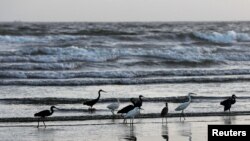 چارواکي وايي، هر کال په ژمي له روسیې او اروپا څخه مرغان پاکستان او هند ته ورځي او بیا په پسرلي کې ستنېږي - پخوانی انځور.