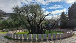 A mund të shpëtohet ulliri 2200-vjeçar i Malit të Zi?