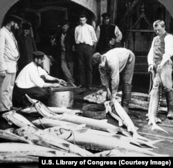 ماهیگیران در حال پاک کردن ماهی در شهری در کنار رودخانه ولگا