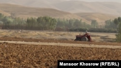 تراکتور یکی از زمینداران که برای کشت گندم آماده گی میگیرد