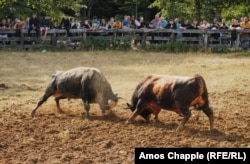 Зрители наблюдают за схваткой двух быков во время 251-й по счету корриды Grmecka Korida Bullfight недалеко от Остра Луки, Босния и Герцеговина, август. Автор: Эймос Чаппл, Radio Free Europe/Radio Liberty.