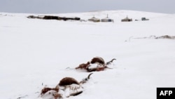 Монголиядагы жут. Архив