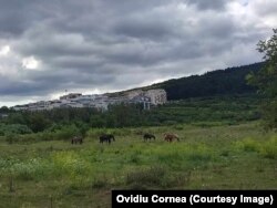 Cai la păscut, pe terenul viitorului spital regional de urgență din Florești, Cluj. În 2020, fostul premier Ludovic Orban și ex ministrul Sănătății, Nelu Tătaru, alături de parlamentarii și politicienii locali, descindeau aici pentru a anunța că investiția e o prioritate a Guvernului. De trei ani terenul e în aceeași stare.