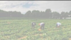 Австриска фирма не може да наплати отштета од ДЕНА продукт