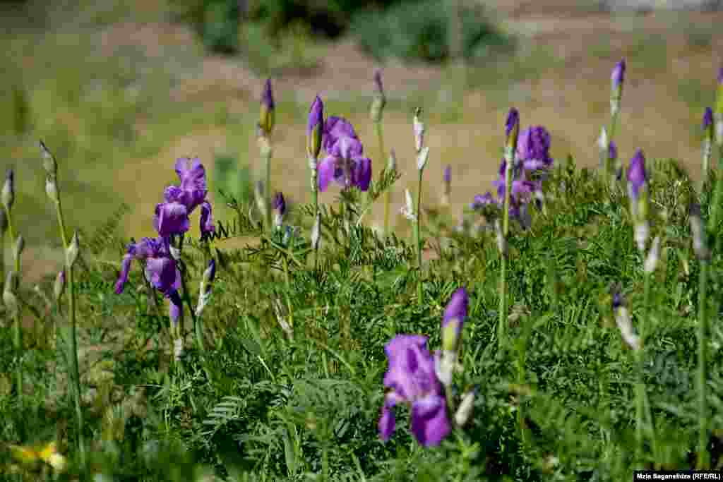 ზამბახი - ეთერზეთების შემცველობის გამო ზამბახის ყვავილები კოსმეტიკაშია პოპულარული, მისი ფესურა კი გულ-სისძლძარღვთა დაავადების სამკურნალოდ გამოიყენება.