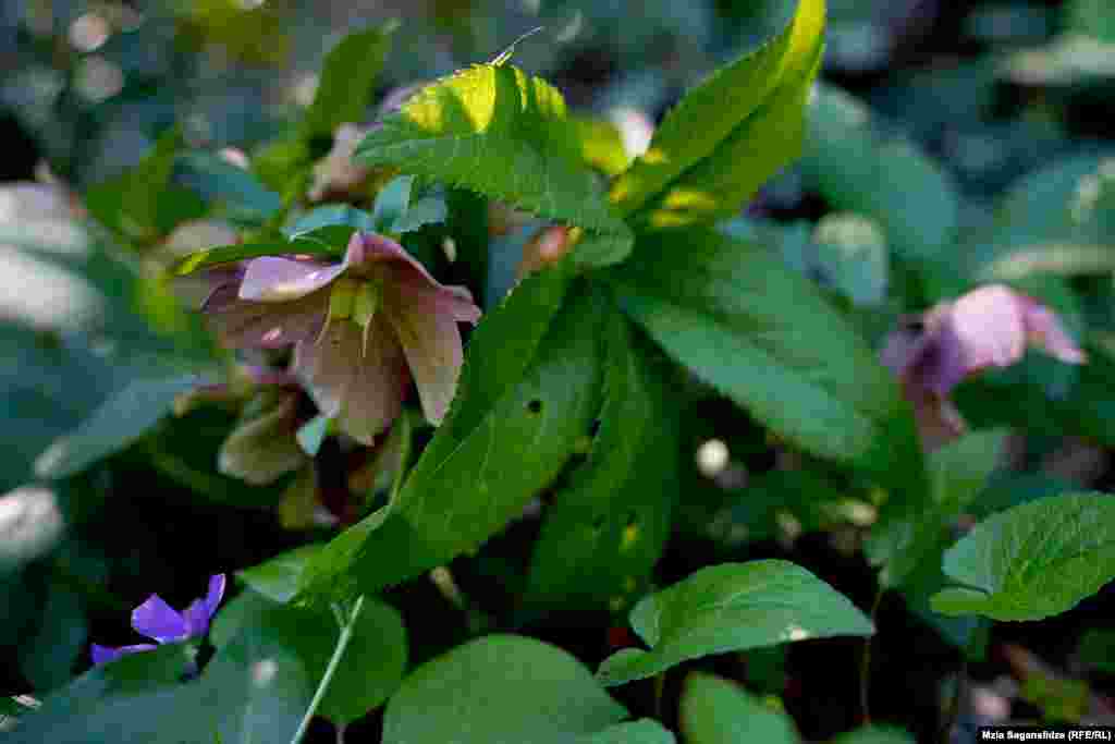 აფხაზური ხარისძირა - ძირითადად აფხაზეთში ხარობს, თუმცა დასავლეთ საქართველოშიც გვხვდება. აქვს მოვარდისფრო ყვავილები. ასევე არის შავი ხარისძირაც, რომელიც ევროპაში იზრდება. მისი ფესურებისგან გულ-სისძლძარღვთა დაავადებების სამკურნალო პრეპარატი მზადდება. მსგავსი ქიმიური შემადგენლობა აქვს ქართულ ხარისძირებსაც.&nbsp; &bdquo;მის ფესურებს ხალხურ მედიცინაში გასახდომადაც იყენებენ, მაგრამ მცენარე შხამიანია და ოდნავ დოზის გადაჭარბებამ შესაძლოა სავალალო შედეგი გამოიღოს. ხარისძირას ხშირად იყიდება, როგორც დეკორატიული მცენარეც, თუმცა დიდი ხნით მისი ხელში დაჭერა არ ღირს&ldquo;, - ამბობს როზა ბიძინაშვილი. &nbsp;