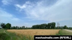 د ارشیف انځور 