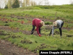 Bagbanlar güllere hyzmat edýärler. 24-nji aprel.