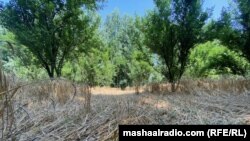 باران او سیلۍ په مردان کې د غنمو فصل ته زیان اړولی دی - د مې درېیمې انځور.