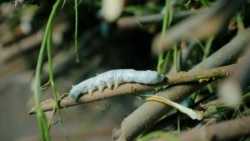 Puna e mundimshme prapa luksit: Tradita uzbeke e rritjes së krimbit të mëndafshit