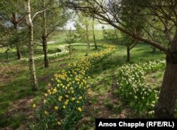 Dobroparkdaky narsis gülleri