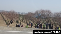 Türkmenistanda agaç ekmek boýunça dabaralar adatça ýylda iki gezek, baharda we güýzde geçirilýär. (Arhiw suraty) 