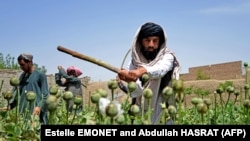 ماموران طالبان در حال تخریب کشتزارهای کوکنار - تصویر از آرشیف 