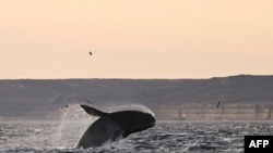 Кит во водите на Атлантскиот океан