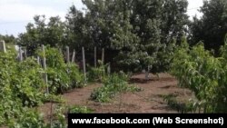 Bekirovlarnıñ azbarındaki bağ ve bağça