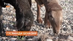 Гӯсфанди ҳисорӣ мояи ифтихори зотпарварони Тоҷикистон будааст