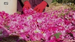 د دمشق له ګلابه مربا هم جوړېږي