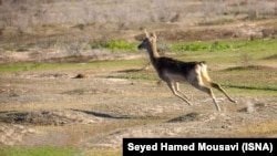 Иллюстрациялык сүрөт. 