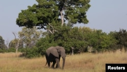 Ботсванадагы пил. Иллюстрациялык сүрөт.