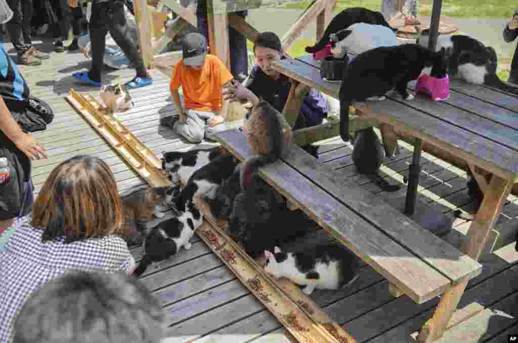 Legjenda thotë se ishulli dikur ishte i famshëm për industrinë e mëndafshit dhe fermerët mbanin mace, sepse ato do t&rsquo;i dëbonin minjtë, duke mbrojtur krimbat e mëndafshit nga brejtësit.