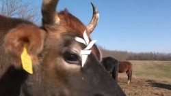 „Minden lehetséges módon ellehetetlenítenek” – Bizonytalan a siófoki állatmenhely sorsa