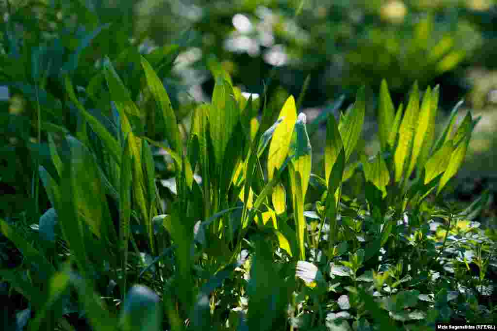მრავალძარღვა -&nbsp; ამ მცენარეს ყველა იცნობს. გარდა იმისა, რომ მრავალძარღვა ჭრილობების შემახორცებლად ითვლება, ის შინაგანი დაავადებების სამკურნალოდაც გამოიყენება. ბოტანიკურ ბაღში სამკურნალო მცენარეების შესწავლას დიდი ხნის ისტორია აქვს. 1916-1930 წლებში სამკურნალო მცენარეების განყოფილებას კოლექციები და სანერგეები არა მხოლოდ ბაღის ტერიტორიაზე, თბილისის მიდამოებშიც ჰქონდა, ასევე კავკასიის სხვა ბოტანიკურ ბაღებშიც. 30-იანი შლების შემდეგ სამკურნალო მცენარეების მოშენებას ყურადღებას ნაკლებად აქცევდნენ და ამის გამო ბევრი კოლექცია განადგურდა.
