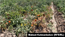 Жамбылдык дыйкан Аманбай Жумабаевдин помидор талаасы. 24-август, 2023-жыл
