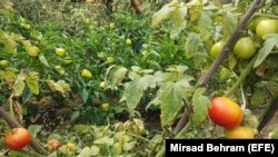 Bašta Rabije Bešo, članice Udruženja žena Vrba iz Mostara.