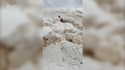 Aşgabatda ilata bitli we gurçukly un paýlandy