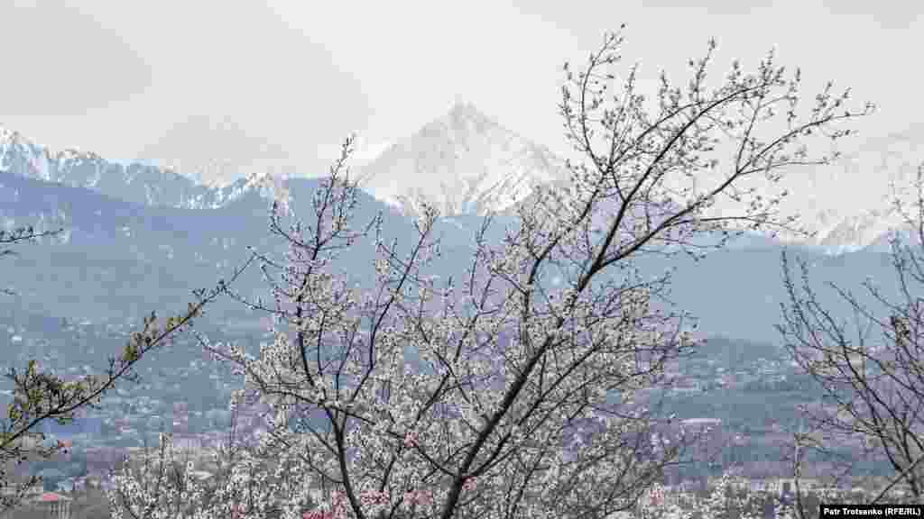 Алматының ішінде де, сыртында да өрік гүлдеп тұр. Алматылықтар кейде оны "қазақ сакурасы" деп те атайды. Алыстан мұнартып тұрған &ndash; Үлкен Алматы шыңы.