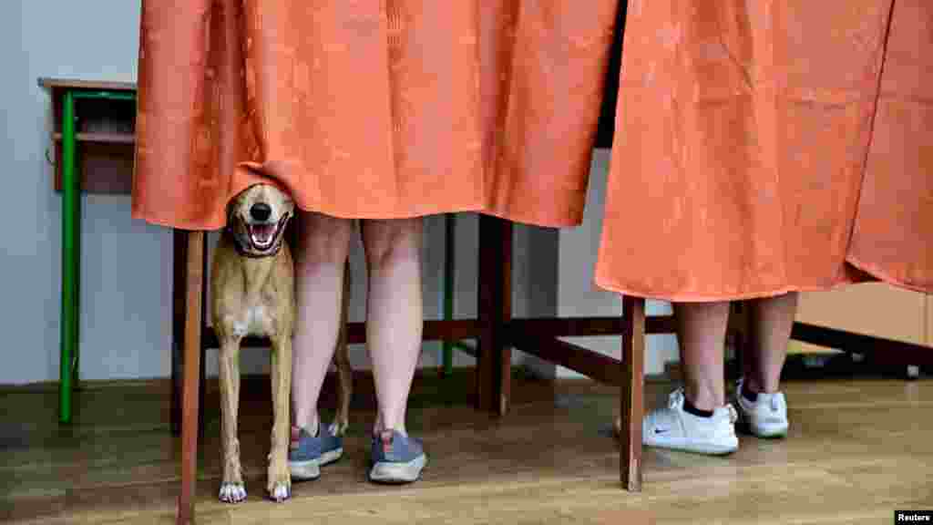 Un câine așteaptă în interiorul unei cabine de vot în timp ce oamenii votează în timpul alegerilor pentru Parlamentul European și a alegerilor municipale, la Budapesta, Ungaria, 9 iunie 2024. La fel ca în România, maghiarii își aleg și reprezentanții locali. Observatorii spun că cele două scrutinuri sunt un test pentru premierul autoritar Viktor Orban și pentru partidul său populist de dreapta, Fidesz, aflat la putere de aproape 15 ani.