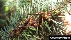 Арчаларга жабышкан калканчалар