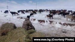 Причинами роста цен на мясо в Кыргызстане чиновники называют подорожание кормов и ветеринарных препаратов, а также экспорт живого скота и мяса в соседние страны