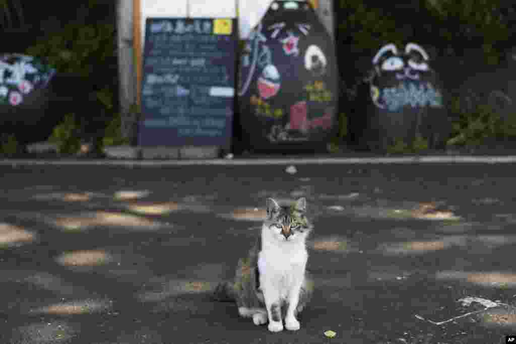 Faltorja e Maceve, "Neko Jinja",&nbsp;mitizon&nbsp;macet&nbsp;si engjëj mbrojtës të Tashirojimaas, ku numri i maceve është më i madh sesa ai i banorëve.