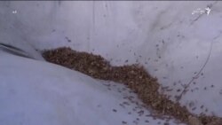 ملخ، آفتی که هزاران جریب زمین زراعتی را در افغانستان تهدید میکند
