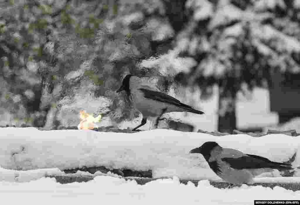 Украинанын баш калаасы Киевдеги өчпөс оттун табына жылынган каргалар. 22-ноябрь, 2023-жыл. &nbsp;