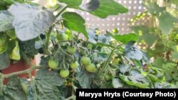 Архіўнае ілюстрацыйнае фота.