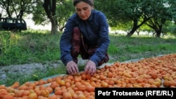 Caisele uscate asigură supraviețuirea unei familii de fermieri din Tadjikistan.