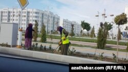 Arassaçylyk işgärlerinden başga-da, ähli edara-kärhanalaryň, şol sanda bilim işgärleri köpçülikleýin ýowara çekilýärler. (Arhiw suraty)