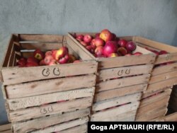 მსხვილი ფერმერები ვაშლის ახალ ბაღებს აშენებენ და ახალი სახეობების ნერგები შემოაქვთ, თუმცა ახალი ჯიშების წილი ბაზარზე ჯერ ისევ მცირეა.